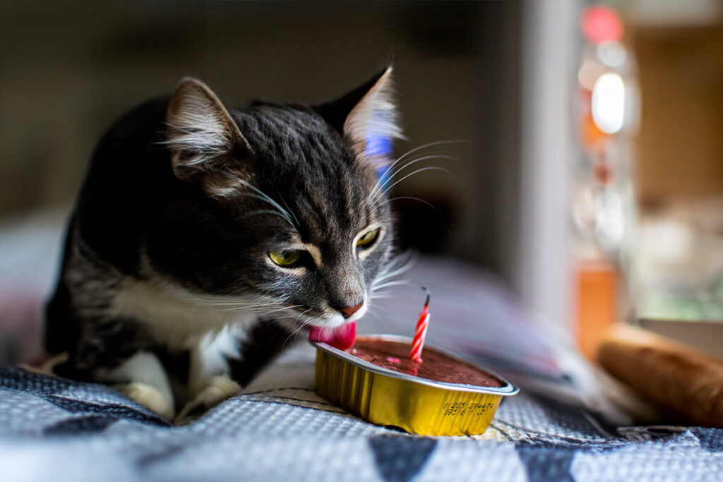 Maca jede svoju hranu i slavi rođendan